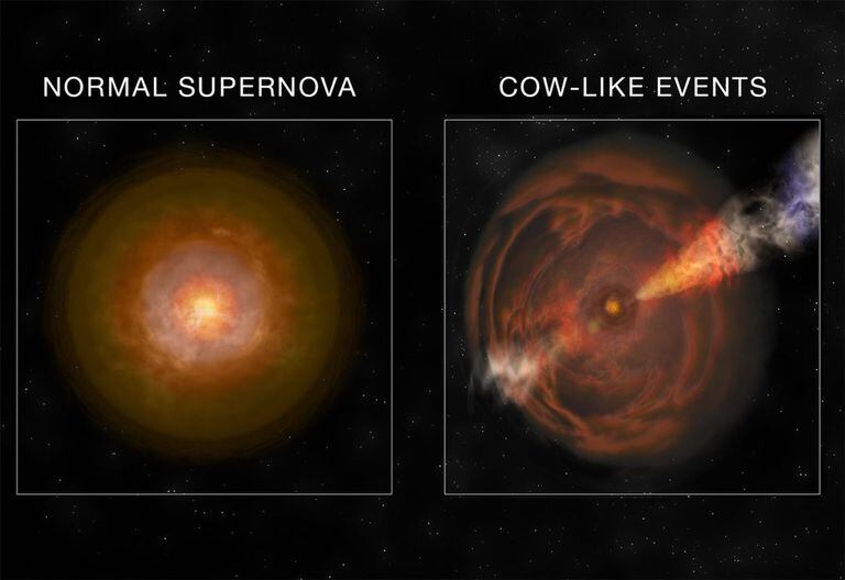 11-01-2022 Ilustración que compara una supernova normal con una supernova 'vaca'..  Astrónomos han descubierto otro miembro de la nueva clase de explosiones de supernova 'vaca', la más brillante vista en rayos X hasta la fecha.  POLITICA INVESTIGACIÓN Y TECNOLOGÍA BILL SAXTON, NRAO/AUI/NSF