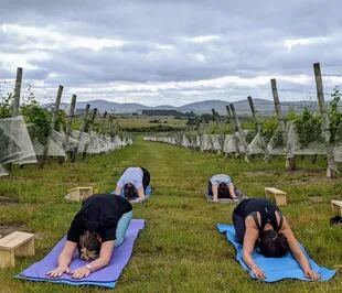 Clase de yoga y meditación en los viñedos de Viña Edén, en Maldonado