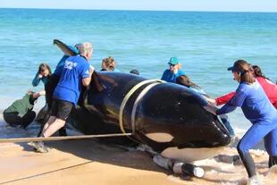 The orca was stranded yesterday morning Wednesday