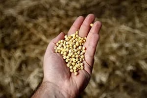 El valor internacional de la soja se mantiene muy firme por la sequía en la Argentina