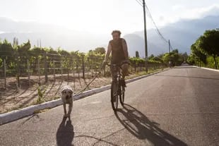 Paseo en bici con perro junto a los viñedos del pueblo.