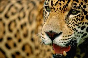 Una provincia compensa a quienes sufrieron ataques del felino más grande de América