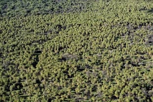 Centenares de siluetas de árboles emergen a la superficie 
