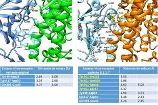 La variante B.1.1.7 presenta nuevos enlaces de hidrógeno (lineas azules) en la zona de la mutación N501Y. Esto mejora la interacción entre las proteínas del virus (azul) y la célula (rojo), dando una ventaja evolutiva a la variante