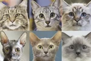 Cuáles son los siete rasgos de personalidad de los gatos y cómo varían según la raza