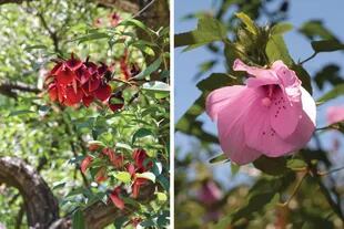 Izquierda: Erythrina crista-galli, popularmente conocido como ceibo, seibo o suinandí. Derecha: Hibiscus striatus, llamada rosa del río, rosa del bañado o flor bonita.