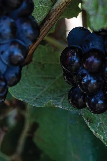 Cuáles son las bodegas que expanden sus viñedos a geografías poco tradicionales