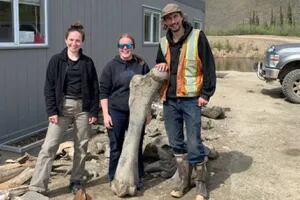 Buscaban oro y encontraron los colosales esqueletos de tres mamuts lanudos