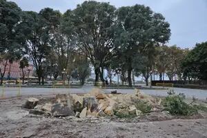 Ciudad: Talaron un histórico ombú del Paseo del Bajo por daños en su estructura