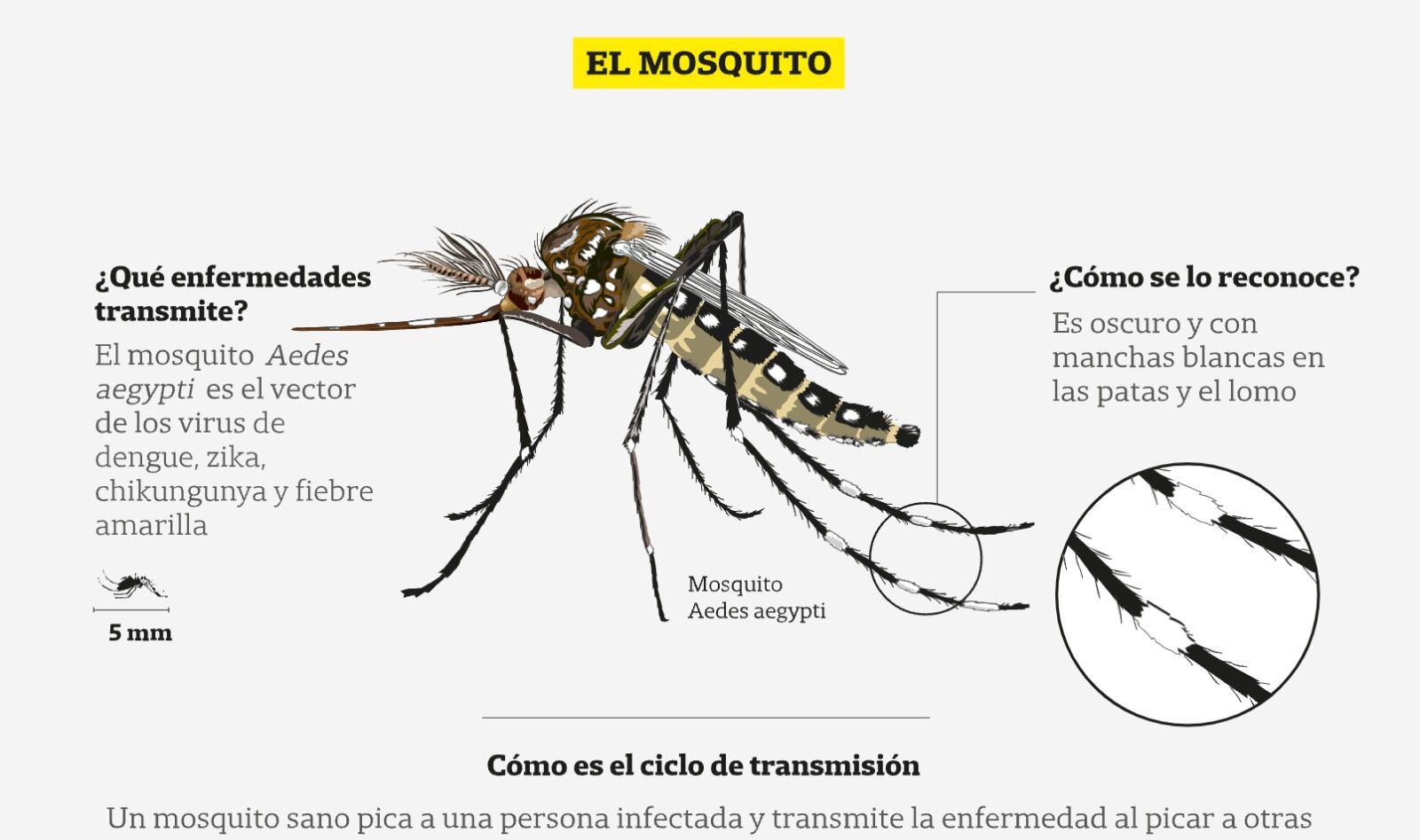 Dengue, características del mosquito