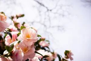 5 flores para que tu jardín también sea un éxito en invierno
