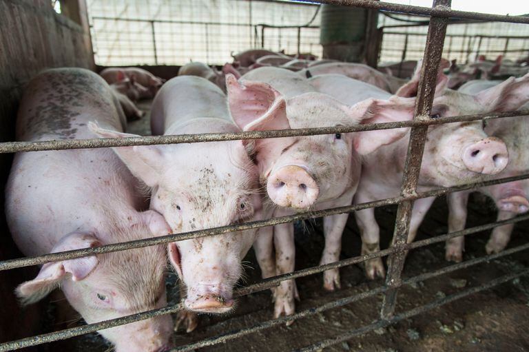 Destacan las oportunidades para vender carne de cerdo en Rusia