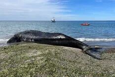 Un cambio en el agua en Golfo Nuevo genera expectativas de que concluya la mortandad de ballenas