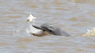 Delfín de Guayana