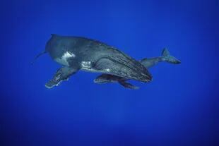 Las ballenas jorobadas, los belugas y los cachalotes también revelan conductas y comportamientos que durante milenios pensamos eran de exclusividad humana
