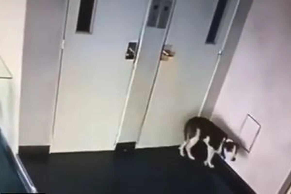 Brutal ataque a un perro en el hall de un edificio - LA NACION