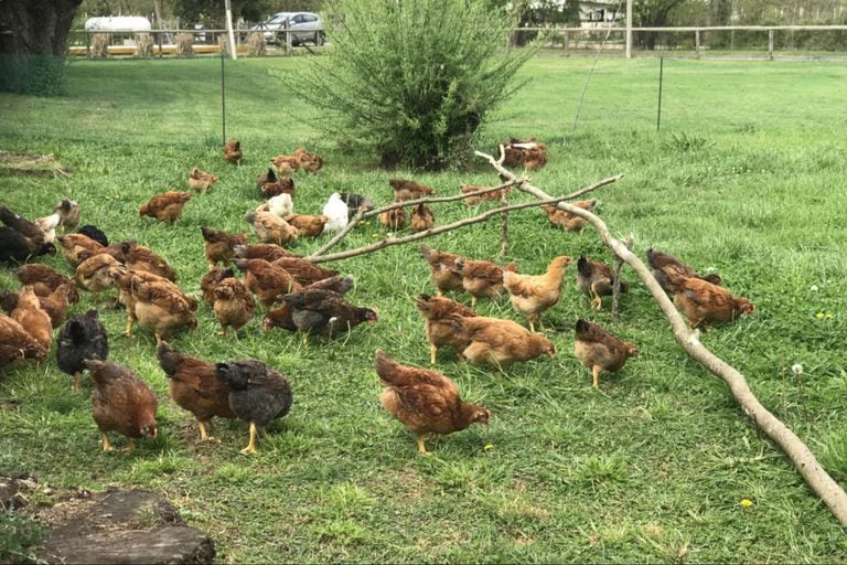 Huevos de gallinas libres de jaulas y pollos orgánicos: qué hay detrás de  esta tendencia en el país - LA NACION