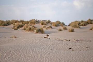 Un ciervo yace en una duna en el Parque Natural de Doñana en Ayamonte, Huelva