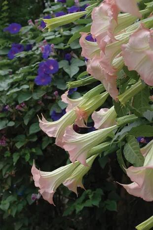Brugmansia suaveolens (floripón). Esta encantadora planta es potencialmente riesgosa y bastante difundida. Por consumo voluntario, ha provocado varias muertes en el país