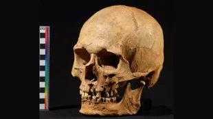 Cráneo de uno de los individuos analizados en el trabajo de los científicos.