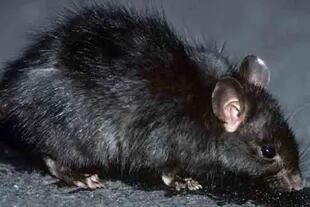 Desde siempre se culpó a la rata negra por los brotes de la peste bubónica en Europa.