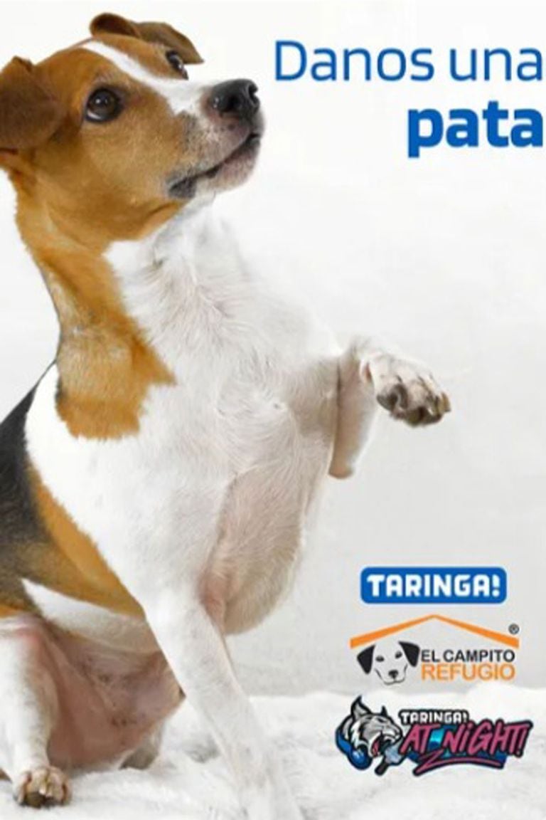 "Danos una pata" es un evento solidario para ayudar a El campito, el refugio que rescata perros en condiciones vulnerables