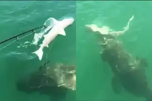 El video que muestra cómo una criatura marina salió de la nada y devoró a un tiburón