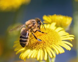 De las cerca de 20.000 especies de abejas que existen, unas 20 se utilizan para la polinización
