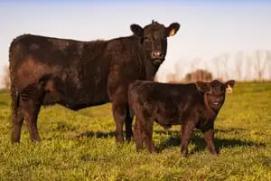 La Argentina podrá exportar embriones bovinos a un prometedor mercado