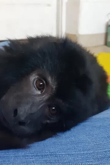 El mono rescatado en la casona de Belgrano R: “No descartamos que le hayan cortado las cuerdas vocales”