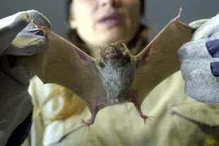 Hasta ahora no se ha probado científicamente la relación entre el murciélago y el origen del coronavirus
