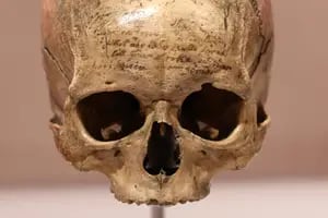 ¿Dónde estaba el cráneo que alojaba una de las mentes más brillantes de Francia?