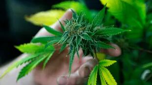 En Uruguay es legal el cultivo de marihuana para uso personal
