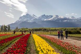 Campo de tulipanes, el paisaje más bello de Trevelin que dura apenas un mes.