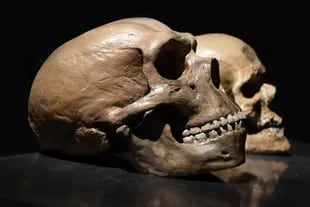 Los neandertales tenían rasgos faciales distintivos, pero se han encontrado algunos cráneos con una mezcla de rasgos