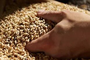 La cerveza surgió a partir de la fermentación de diferentes cereales como el trigo, la malta y la cebada