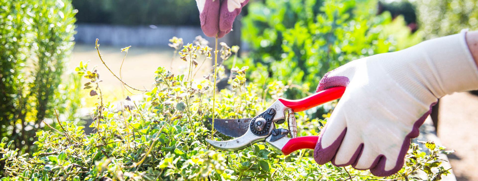 Jardinería en casa: armá tu kit ideal de herramientas - LA NACION