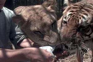 Acuerdo para trasladar a 57 felinos del clausurado zoo de Luján a un santuario en EE.UU.