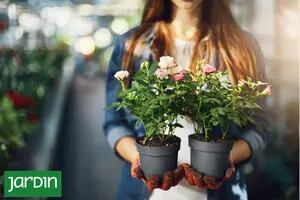 4 rosas ideales para cultivar en el balcón y disfrutar todo el año