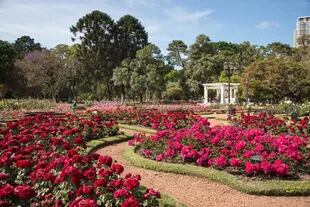 El Rosedal de Palermo alberga unas 8000 plantas de rosas de distintas variedades.
