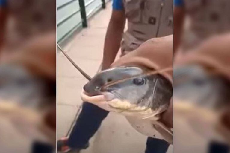 Un extraño bagre pescado en un dique de Salta permitió descubrir un estremecedor mal en los peces del lugar