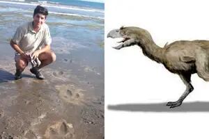 Descubrieron en las costas de Río Negro huellas de un ave fósil gigante