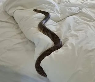 Una serpiente de 2 metros apareció en la cama de una mujer australiana y causó revuelo en las redes sociales
