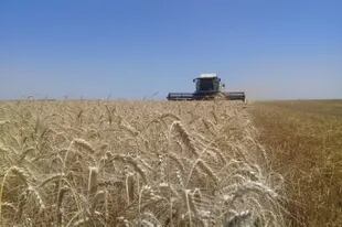 En el sudoeste las diferencias de rendimiento para cebada, trigo y candeal están explicadas en un 40% en el agua a la siembra