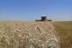 “Te están robando el trigo”: una empresa cercana a Macri denuncia que usurpadores cosechan en su campo