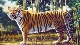 El enigma del tigre se convirtió en un desafío viral en las redes