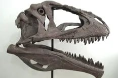 El hallazgo que aporta detalles sobre por qué los Tyrannosaurus rex tenían los brazos pequeños