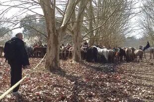 Rescatan 420 caballos que estaban desnutridos en un campo de Ezeiza