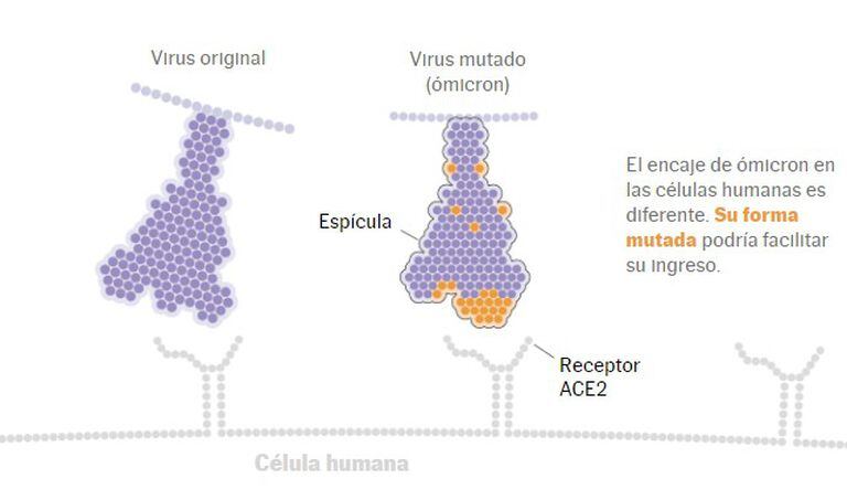 La forma mutada de la variante ómicron podría facilitar su ingreso en las células humanas