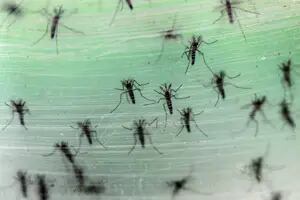 Cómo enfrenta Brasil el peor momento de la epidemia de dengue